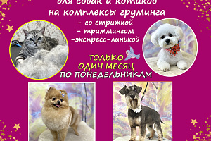 Акция "Знакомство с грумером" -50%