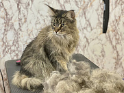 Экспресс-линька кошек 